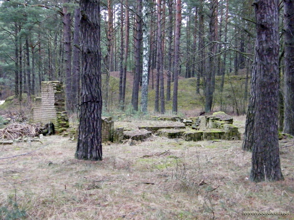 Руины в лесу.