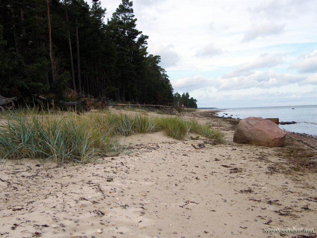 Латвия. Море, сосны, пляж.
