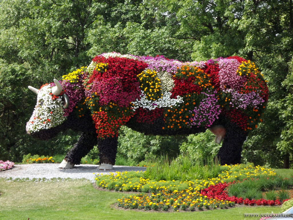 Вентспилс: цветочная корова.