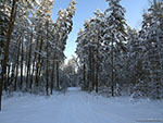 Латвия: лесная зимняя дорога.
