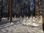 Латвия: солнечный зимний лес.