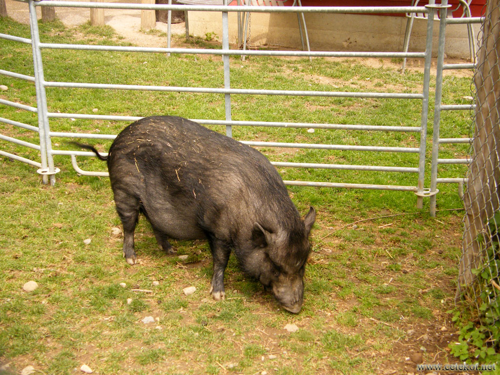 Цюрих: свин - тоже обитает в козлопарке.
